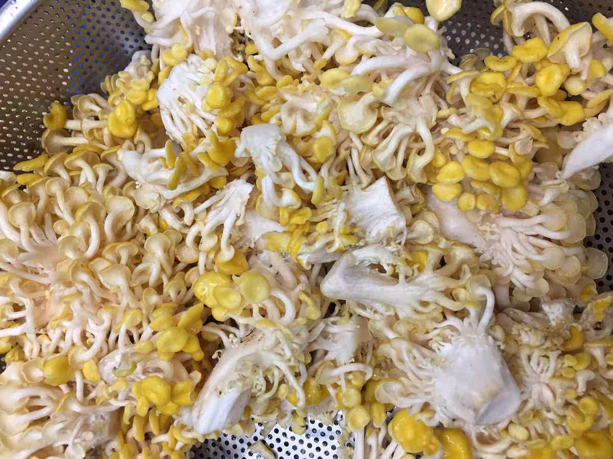 珊瑚菇