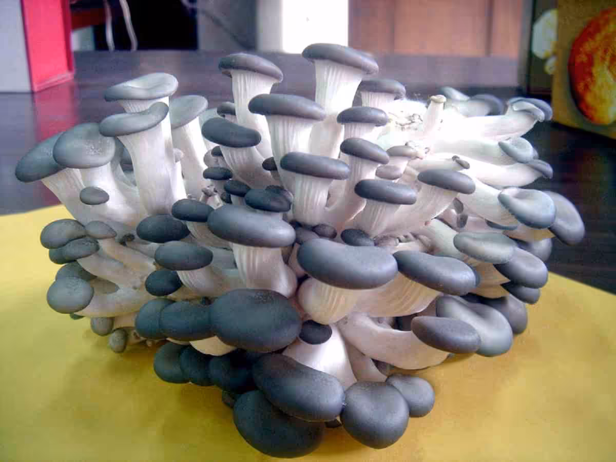 藍寶石菇