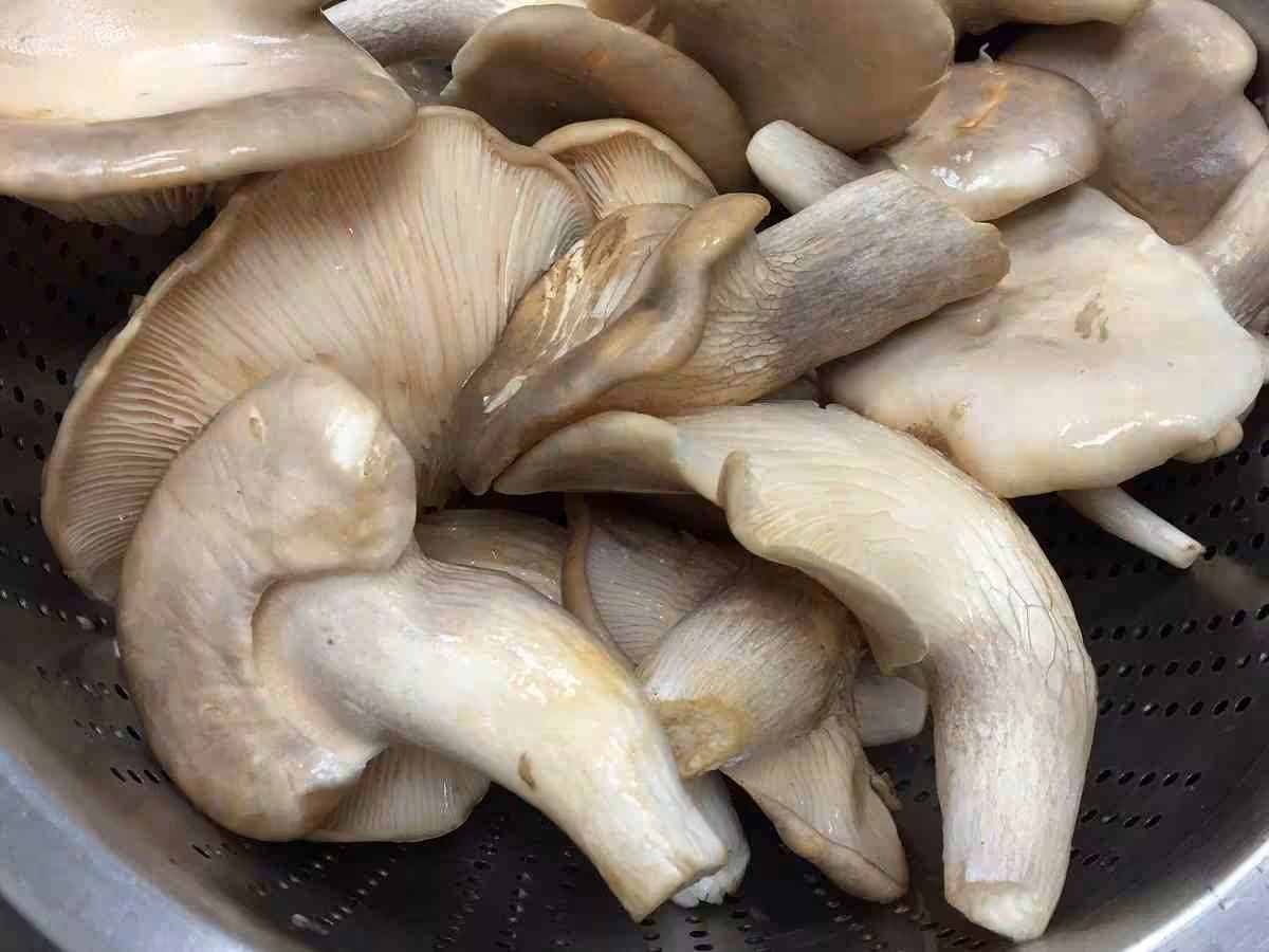 袖珍菇