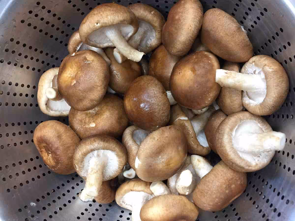 香菇