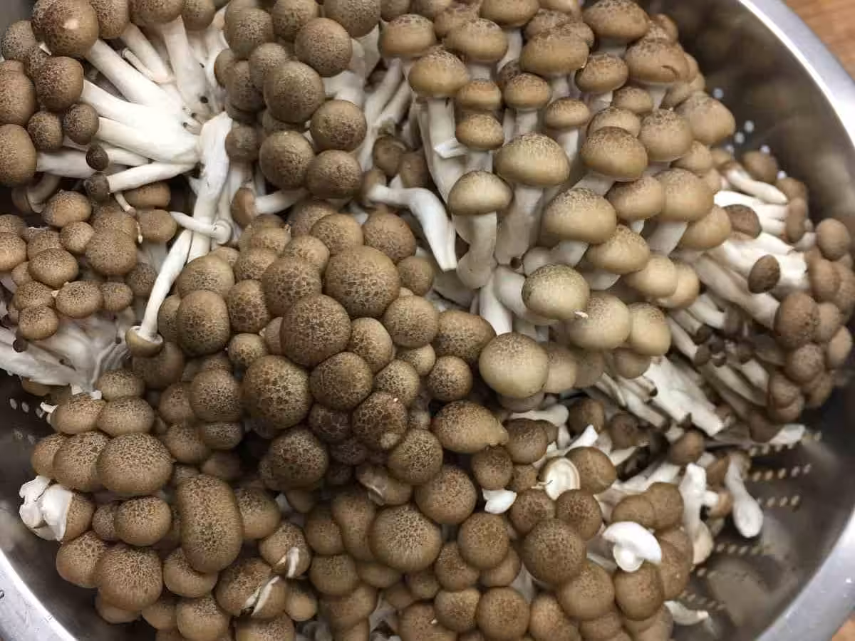 鴻喜菇